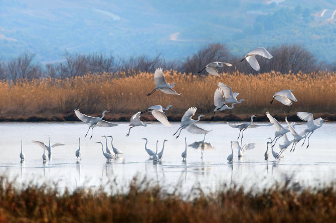  Lagoon Gialova (Divari), Lakes, wondergreece.gr