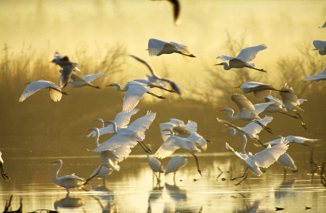  Lagoon Gialova (Divari), Lakes, wondergreece.gr