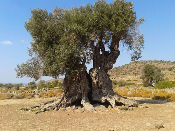  Ancient Olive Grove, Monuments & sights, wondergreece.gr