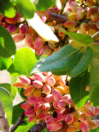  Aegina Pistachios, Local products, wondergreece.gr