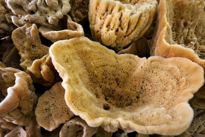  Sponges of Kalymnos, Local products, wondergreece.gr