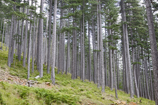  Pindos National Park (Valia Calda), Forests, wondergreece.gr