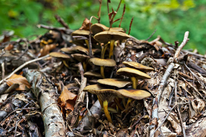  Driodasos Kouri , Forests, wondergreece.gr