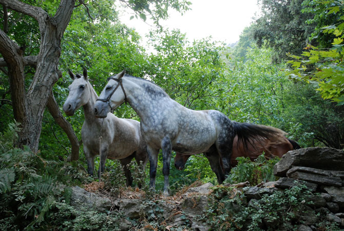  Όρος Όχη, Βουνά, wondergreece.gr