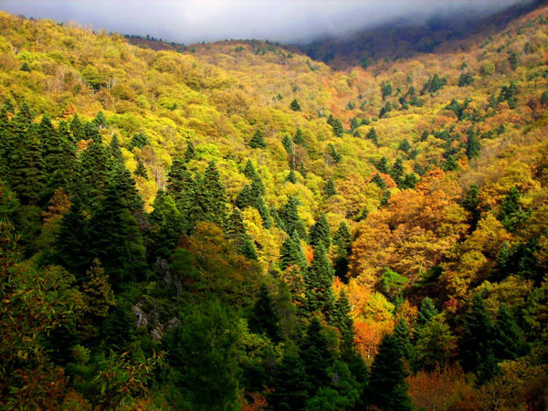  Steni Forest (Dirfys), Forests, wondergreece.gr