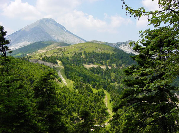  Steni Forest (Dirfys), Forests, wondergreece.gr