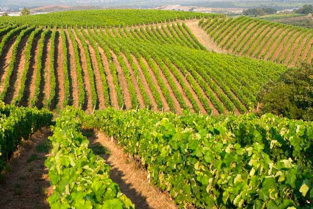  Kir-Yianni Winery, Wineries, wondergreece.gr