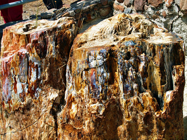  Natural History Museum of the Lesvos Petrified Forest, Museums, wondergreece.gr