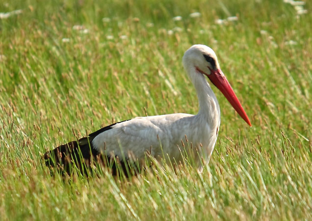  Wetland habitats of Kalloni, Monuments & sights, wondergreece.gr