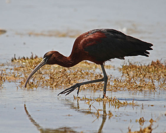  Wetland habitats of Kalloni, Monuments & sights, wondergreece.gr