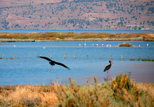  Wetland habitats of Kalloni, Monuments & sights, wondergreece.gr