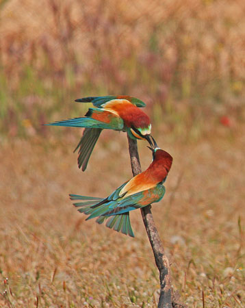  Wetland habitats of Kalloni, Monuments & sights, wondergreece.gr