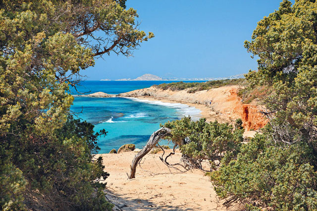  Κεδρόδασος στο Αλυκό, Δάση, wondergreece.gr