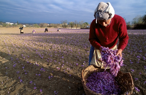  Safran of Kozani, Local products, wondergreece.gr