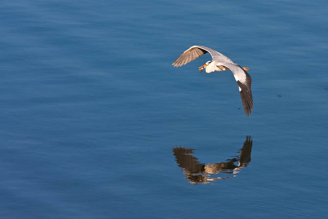  Lake Kerkini, Lakes, wondergreece.gr