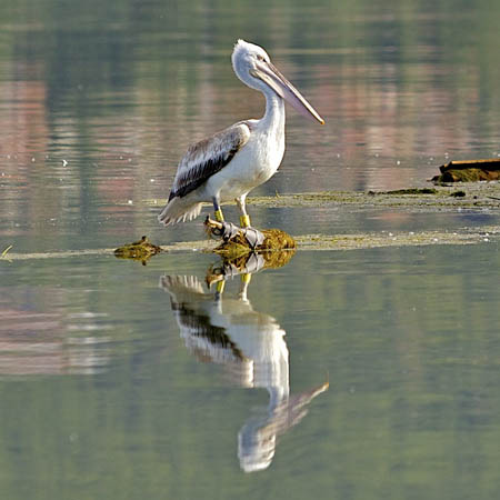  Lake Kerkini, Lakes, wondergreece.gr