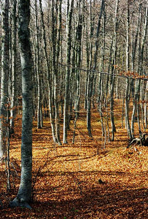  Lailia forest, Forests, wondergreece.gr