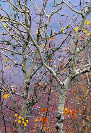  Lailia forest, Forests, wondergreece.gr