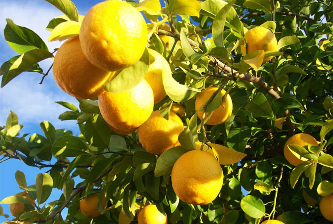  Lemon Forest, Forests, wondergreece.gr