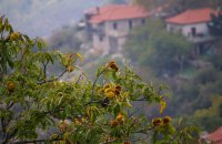 Ano Doliana, Arcadia Prefecture, wondergreece.gr