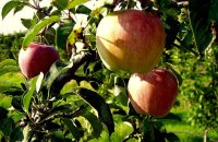 Γιορτή Μήλου , Ν. Λαρίσης, wondergreece.gr