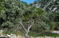 Καστανόρεμα, Αλόννησος, wondergreece.gr