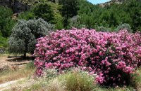 Προφήτης Ηλίας, Ρόδος, wondergreece.gr