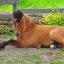 Skyros Horses, Skyros, wondergreece.gr