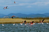 Bird watching: See the High Life!, Articles, wondergreece.gr