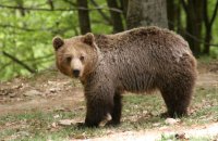 Bears woke up and are receiving visitors!, Articles, wondergreece.gr