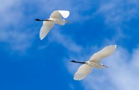 Birdwatching, η ιπτάμενη εκδοχή της ζωής, Άρθρα, wondergreece.gr