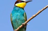 Birdwatching, η ιπτάμενη εκδοχή της ζωής, Άρθρα, wondergreece.gr