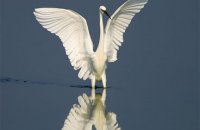 Bird watching: See the High Life!, Articles, wondergreece.gr