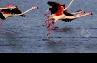 Birdwatching, η ιπτάμενη εκδοχή της ζωής, Άρθρα, wondergreece.gr