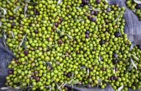 Olive tree, the natural wealth, Articles, wondergreece.gr