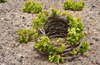 Τοπικά προϊόντα, Σαντορίνη (Θήρα), wondergreece.gr