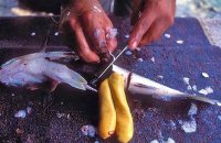 Avgotaracho (bottarga)! The gold of the sea!, Articles, wondergreece.gr