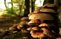 Collecting mushrooms with safety, Articles, wondergreece.gr