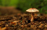 Collecting mushrooms with safety, Articles, wondergreece.gr