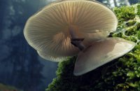 Collecting mushrooms with safety, Articles, wondergreece.gr