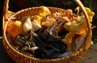 Collecting mushrooms with safety, Articles, wondergreece.gr