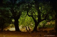 Δάσος Ρούβα, Ν. Ηρακλείου, wondergreece.gr