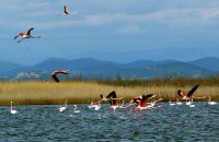 Birdwatching, η ιπτάμενη εκδοχή της ζωής, Άρθρα, wondergreece.gr