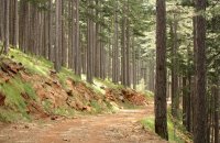 Περπατώ περπατώ μες στο δάσος, Άρθρα, wondergreece.gr