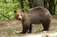Οι αρκούδες ξύπνησαν και δέχονται επισκέψεις!, Άρθρα, wondergreece.gr