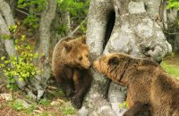 Bears woke up and are receiving visitors!, Articles, wondergreece.gr