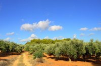 Olive tree, the natural wealth, Articles, wondergreece.gr