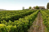 Wine tourism! Wine experience trips, Articles, wondergreece.gr