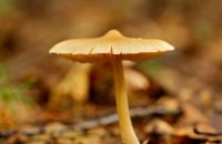 Collecting mushrooms with safety, Articles, wondergreece.gr